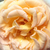 Rumena - Vrtnica čajevka - Scented Memory™